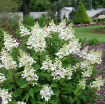 Picture of Hydrangea PINKY WINKY PRIME® Panicle Hydrangea