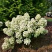Picture of Hydrangea TINY QUICK FIRE® - Panicle