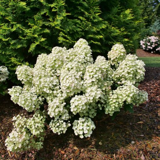 Picture of Hydrangea TINY QUICK FIRE® - Panicle