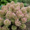 Picture of Hydrangea TINY QUICK FIRE® - Panicle