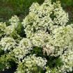 Picture of Hydrangea TINY QUICK FIRE® - Panicle