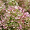 Picture of Hydrangea TINY QUICK FIRE® - Panicle
