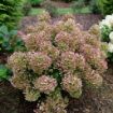 Picture of Hydrangea TINY QUICK FIRE® - Panicle