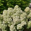 Picture of Hydrangea TINY QUICK FIRE® - Panicle