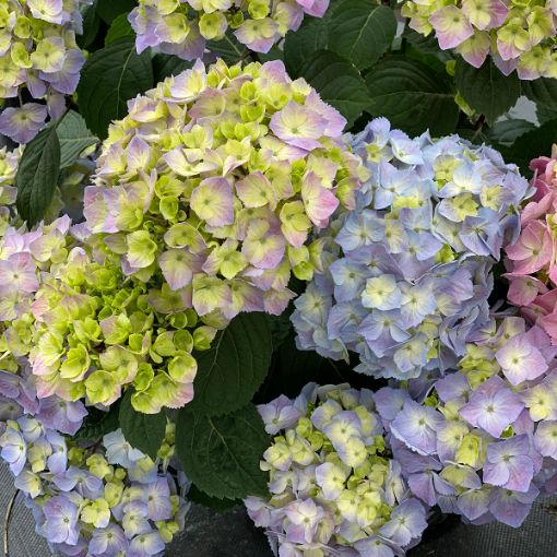 Picture of Hydrangea LET’S DANCE SKY VIEW® Hydrangea - Reblooming