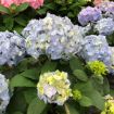 Picture of Hydrangea LET’S DANCE SKY VIEW® Hydrangea - Reblooming