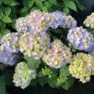 Picture of Hydrangea LET’S DANCE SKY VIEW® Hydrangea - Reblooming
