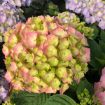 Picture of Hydrangea LET’S DANCE SKY VIEW® Hydrangea - Reblooming