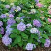Picture of Hydrangea LET’S DANCE SKY VIEW® Hydrangea - Reblooming