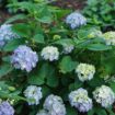 Picture of Hydrangea LET’S DANCE SKY VIEW® Hydrangea - Reblooming