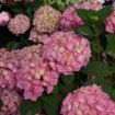 Picture of Hydrangea LET’S DANCE SKY VIEW® Hydrangea - Reblooming
