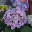 Picture of Hydrangea LET’S DANCE SKY VIEW® Hydrangea - Reblooming