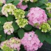 Picture of Hydrangea LET’S DANCE SKY VIEW® Hydrangea - Reblooming