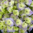 Picture of Hydrangea LET’S DANCE SKY VIEW® Hydrangea - Reblooming
