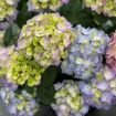 Picture of Hydrangea LET’S DANCE SKY VIEW® Hydrangea - Reblooming