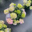 Picture of Hydrangea LET’S DANCE SKY VIEW® Hydrangea - Reblooming