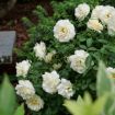 Picture of Rose REMINISCENT® Crema Rose
