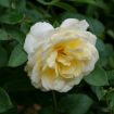 Picture of Rose REMINISCENT® Crema Rose
