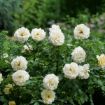 Picture of Rose REMINISCENT® Crema Rose