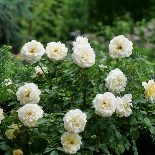 Picture of Rose REMINISCENT® Crema Rose