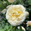 Picture of Rose REMINISCENT® Crema Rose
