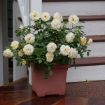 Picture of Rose REMINISCENT® Crema Rose
