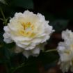 Picture of Rose REMINISCENT® Crema Rose