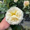 Picture of Rose REMINISCENT® Crema Rose