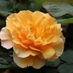 Picture of Rose RISE UP AMBERNESS® Climbing Rose