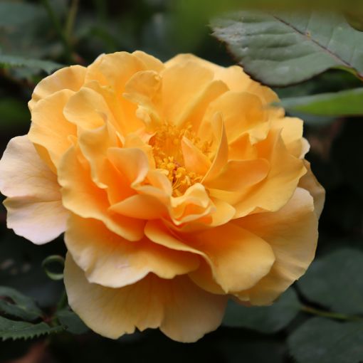 Picture of Rose RISE UP AMBERNESS® Climbing Rose
