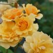 Picture of Rose RISE UP AMBERNESS® Climbing Rose