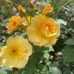 Picture of Rose RISE UP AMBERNESS® Climbing Rose
