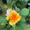 Picture of Rose RISE UP AMBERNESS® Climbing Rose