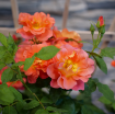 Picture of Rose RISE UP EMBERAYS® Climbing Rose