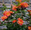 Picture of Rose RISE UP EMBERAYS® Climbing Rose
