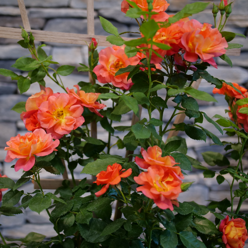 Picture of Rose RISE UP EMBERAYS® Climbing Rose