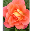 Picture of Rose RISE UP EMBERAYS® Climbing Rose