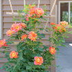 Picture of Rose RISE UP EMBERAYS® Climbing Rose