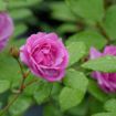 Picture of Rose RISE UP LILAC DAYS® Climbing Rose