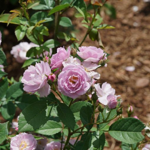 Picture of Rose RISE UP LILAC DAYS® Climbing Rose