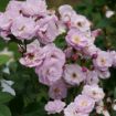 Picture of Rose RISE UP LILAC DAYS® Climbing Rose