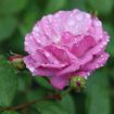 Picture of Rose RISE UP LILAC DAYS® Climbing Rose