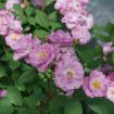 Picture of Rose RISE UP LILAC DAYS® Climbing Rose