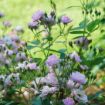 Picture of Rose RISE UP LILAC DAYS® Climbing Rose