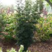 Picture of Sambucus LACED UP® Elderberry
