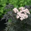 Picture of Sambucus LACED UP® Elderberry