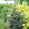 Picture of Sambucus LACED UP® Elderberry