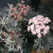Picture of Sambucus LACED UP® Elderberry