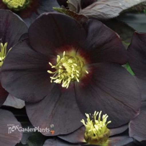 Picture of Helleborus New York Night' HONEYMOON Series