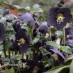 Picture of Helleborus New York Night' HONEYMOON Series